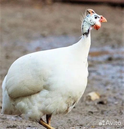 Яйцо цесарки