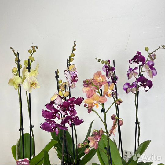 Орхидеи фаленопсисы разных расцветок