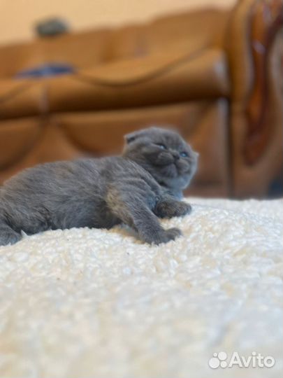 Британские котята