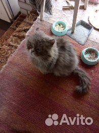 Персидский котик в беде