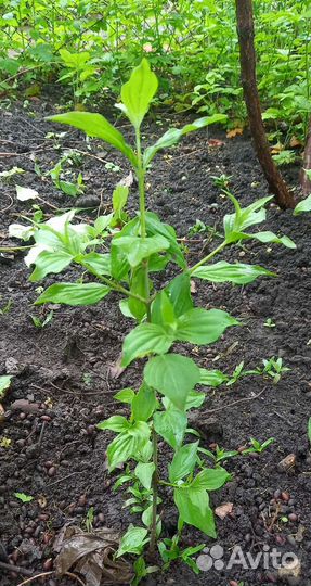 Кизил саженцы