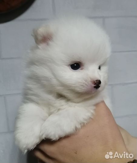 Щеночки шпица