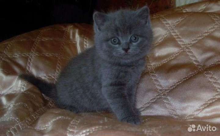 Британская девочка 3000