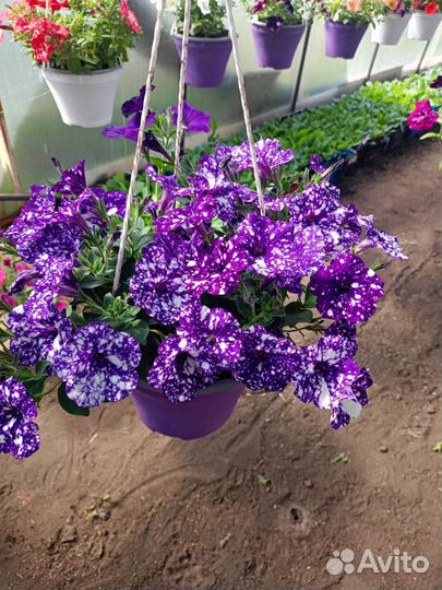 Ампельная петунья