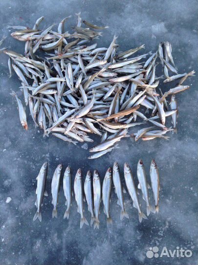 Рыбалка на корюшку