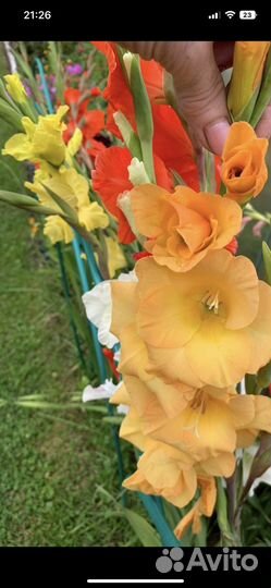 Детки гладиолусов