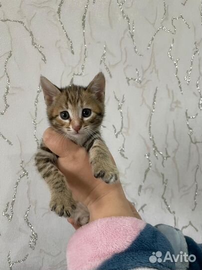 Бенгальские котята