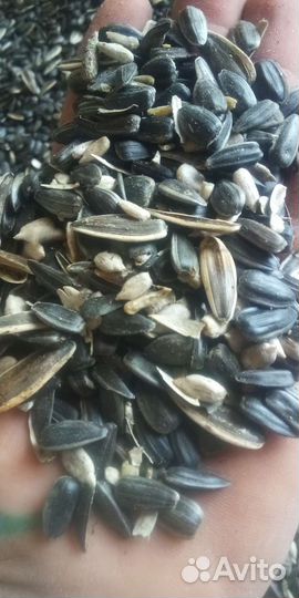 Семечка спк кормовая для животных