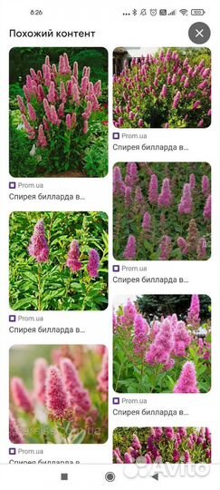 Спирея розовая