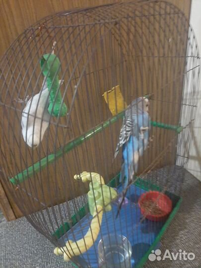 Пара волнистых попугаев с клеткой