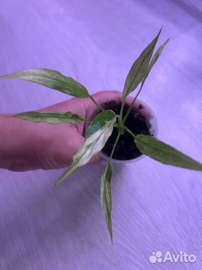 Спатифиллум дели индонезия