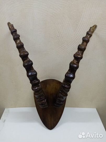 Рога на медальоне