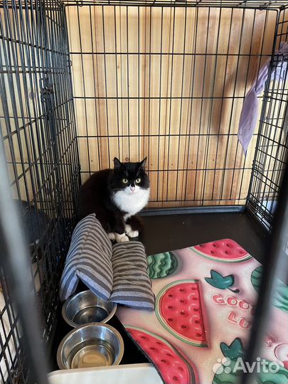 Молодой котик