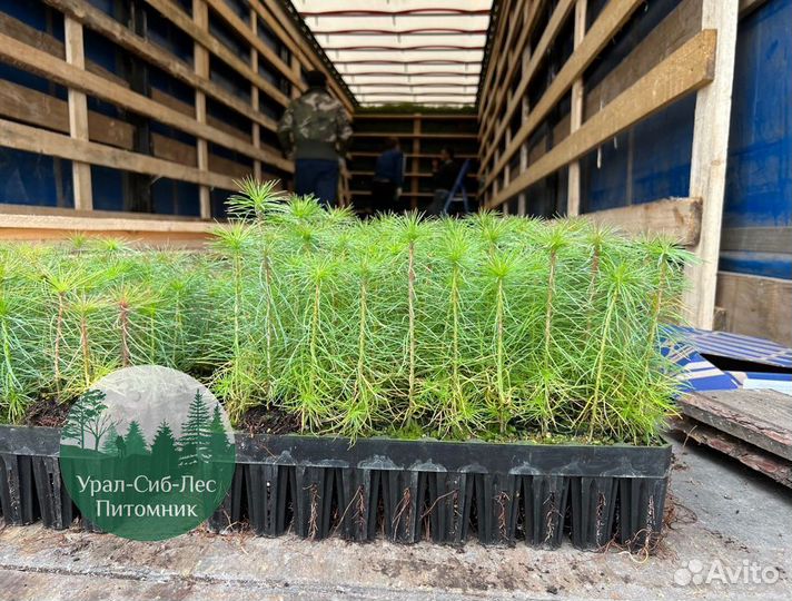Сеянцы зкс Сосна Ель Лиственница окс Голуб Горн