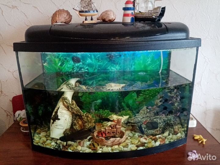 Аквариум