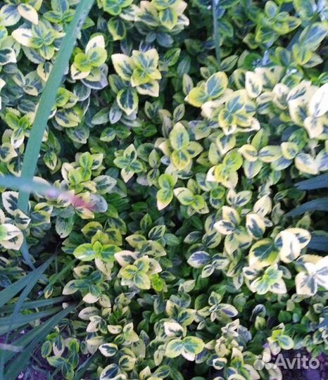 Декоративные кусты