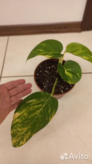 Комнатные растения Эпипремнум Ауреум Гигантум