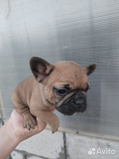 Французский бульдог