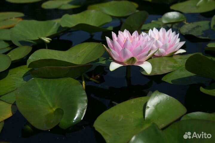 Нимфеи,водяной гиацинт и другие прудовые растения