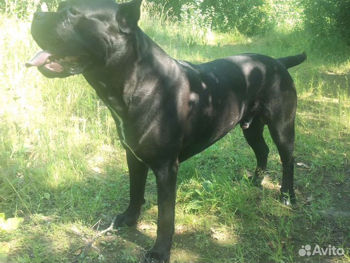 Вязка коне корсо