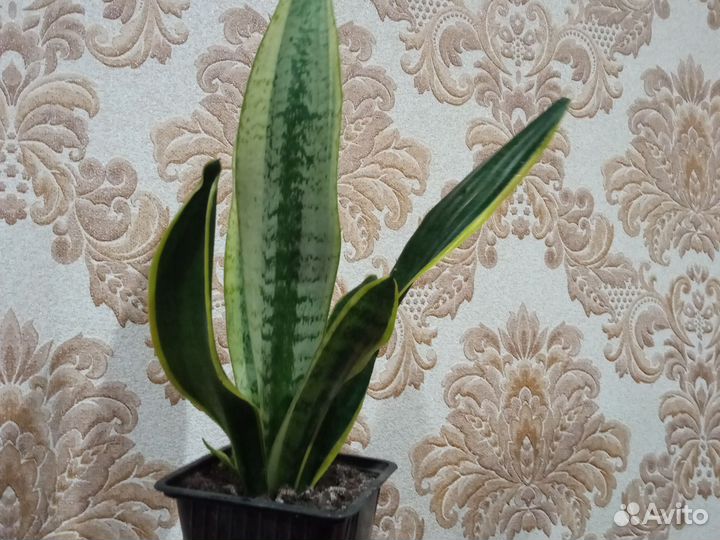 Сансевиерия