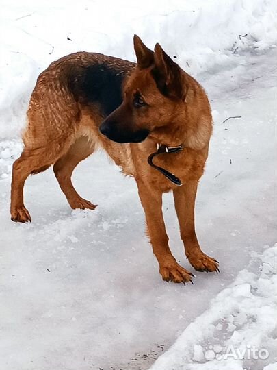 Щенки Немецкой овчарки