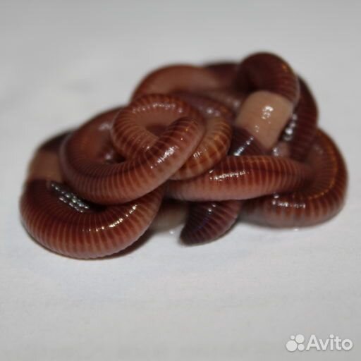 Червь дендробена