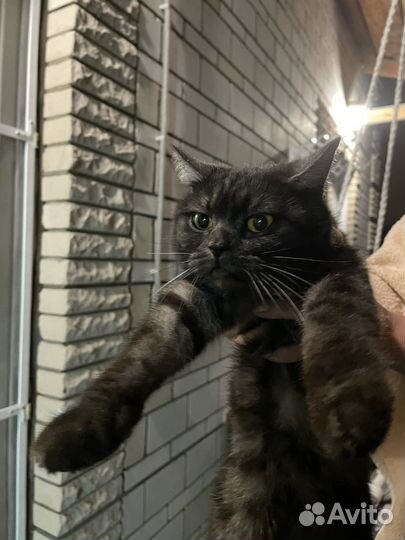 Кошка в дар