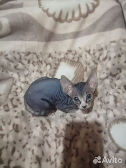 Канадский сфинкс