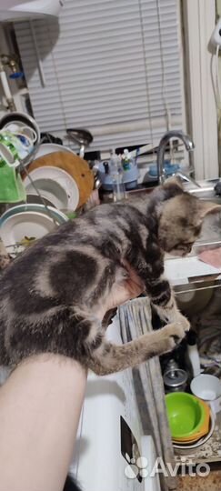 Котенок в добрые руки