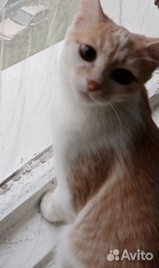 Домашние животные котята