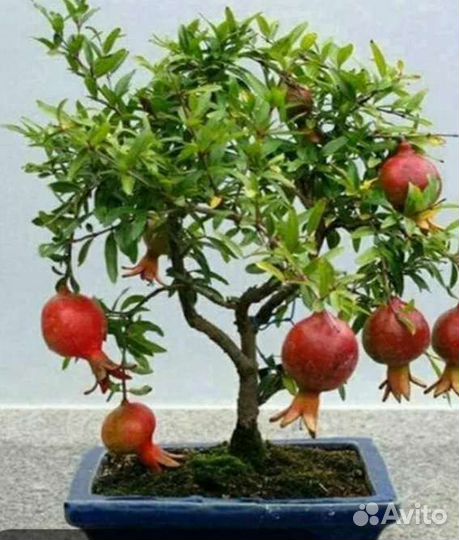 Рука Будды или цитрон,гранат,кротон,авокадо,финик