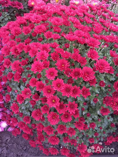 Хризантема мультифлора многолетняя