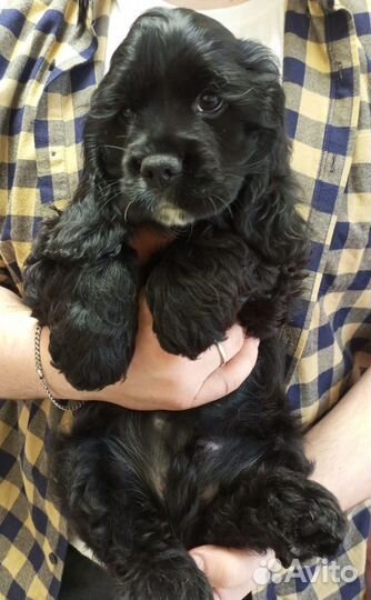 Щенок кокер спаниель