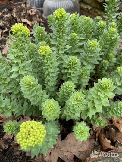 Родиона розовая (золотой корень)