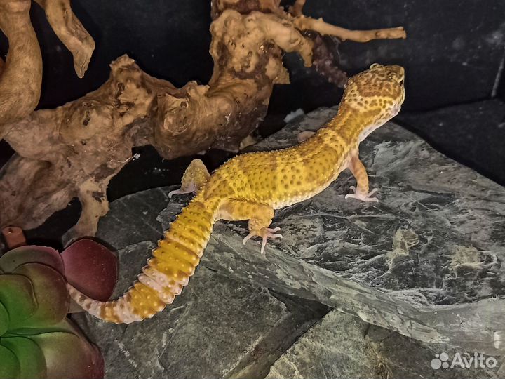 Пятнистый леопардовый эублефар