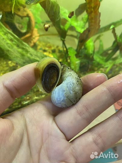 Улитка Ампулярия