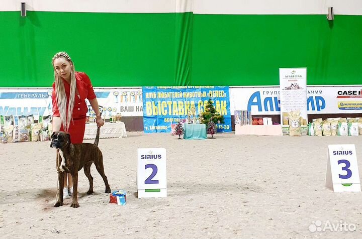 Боксёры Юниоры