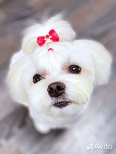 Зоосалон. Груминг. Стрижка животных. Тримминг