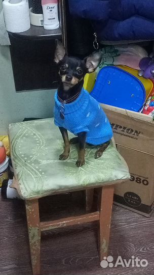 Вязка той-терьер мини