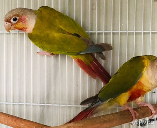 Попугай пиррура птенцы