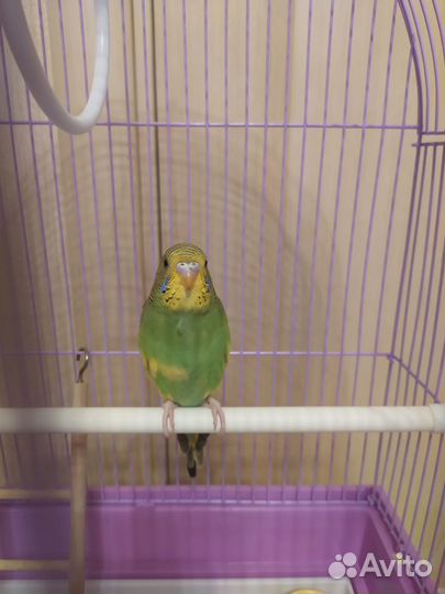 Волнистый попугай 40-45 дней