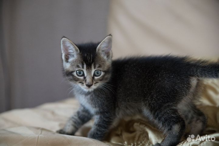 Котята в добрые руки бесплатно