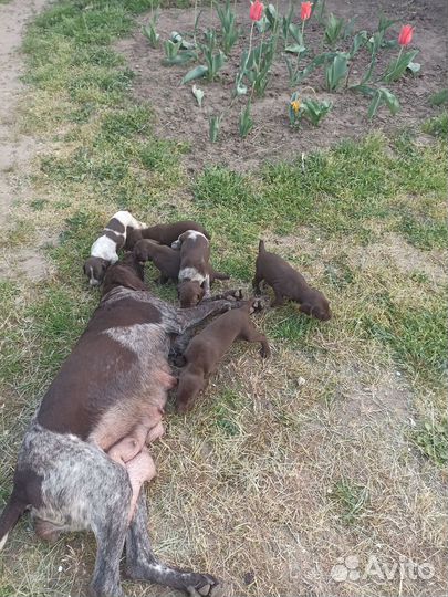 Щенки курцхаара