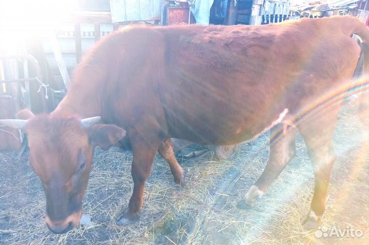 Телка стельная