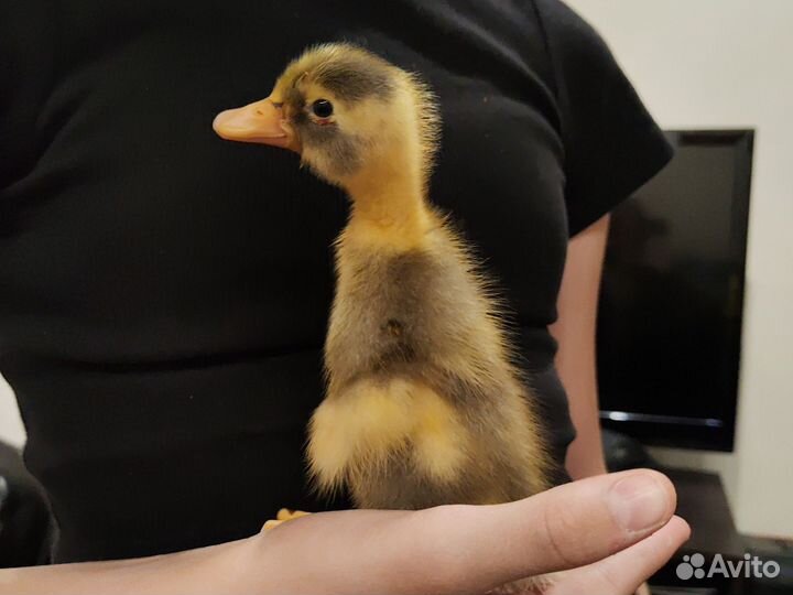 Индийский бегунок