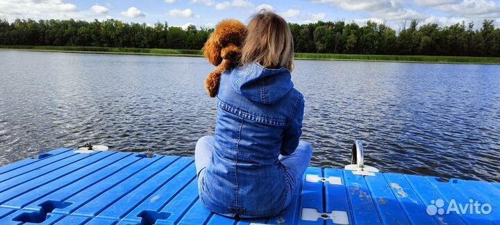 Вязка кобель той пудель