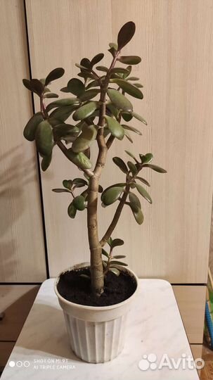 Толстянка 40 см