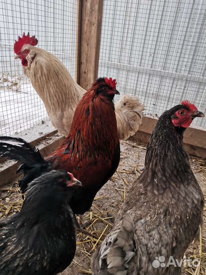 Яйцо куриное