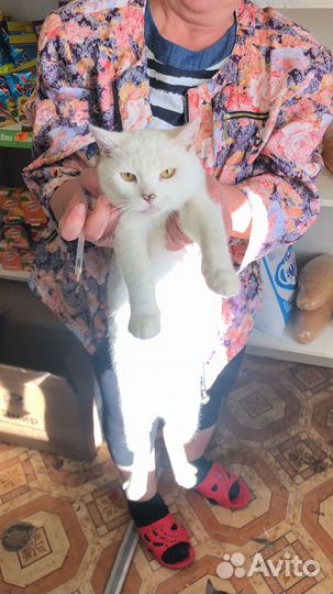 Турецкая ангора